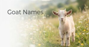 Goat Names